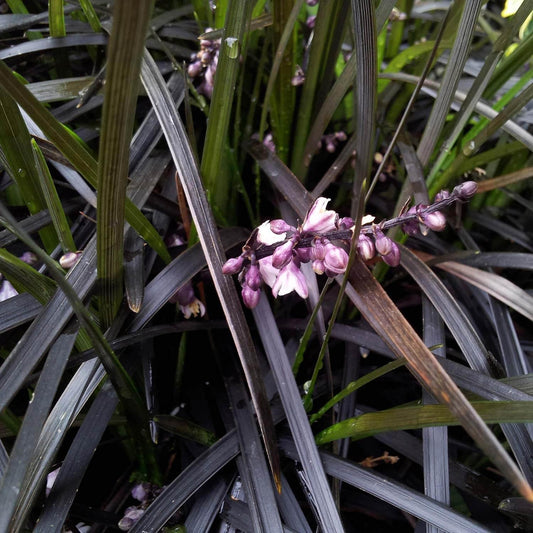 G0047 Grass, Ophiopogon Planiscapus 'nigrescens' - View 1 from www redcrocus com