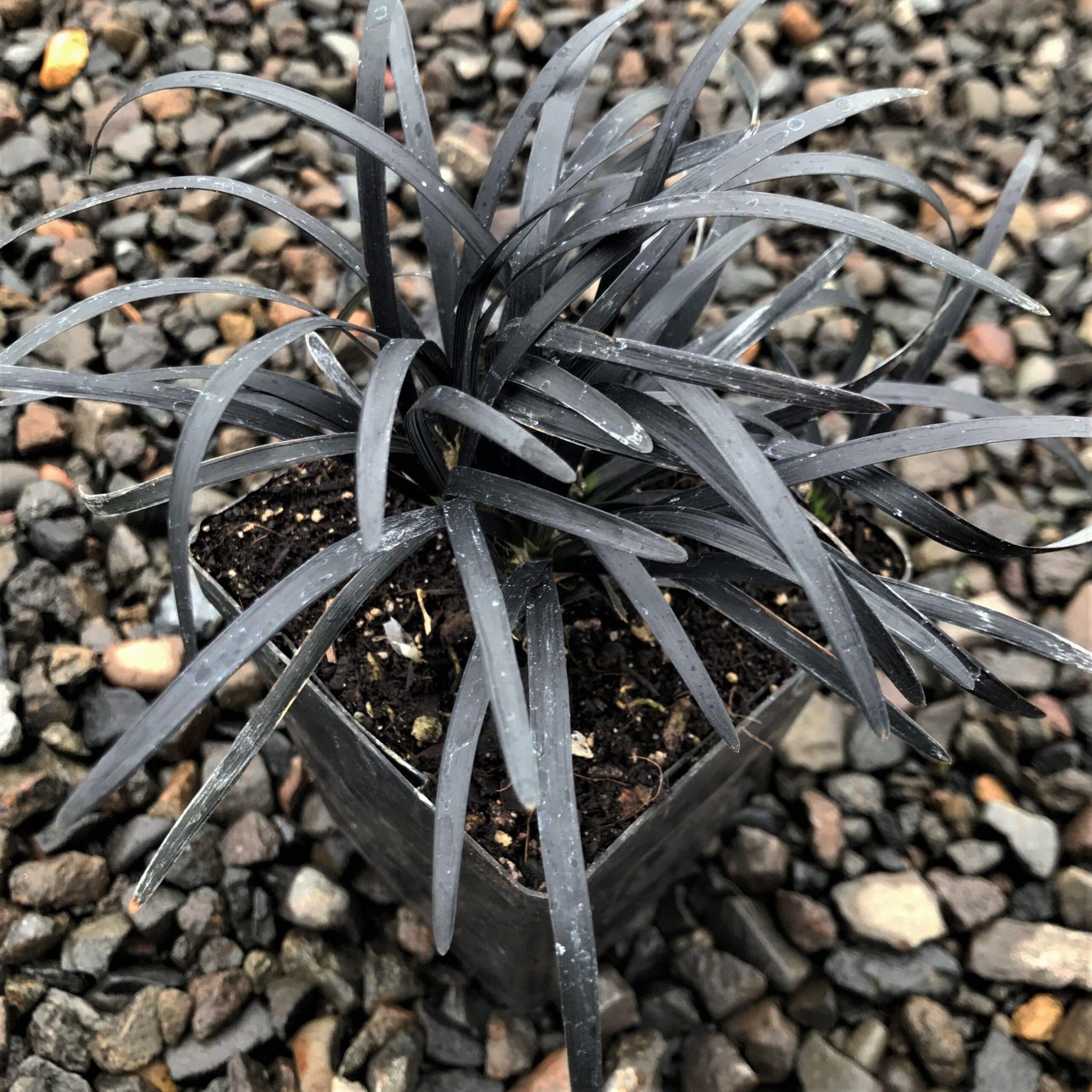 G0047 Grass, Ophiopogon Planiscapus 'nigrescens' - View 8 from www redcrocus com