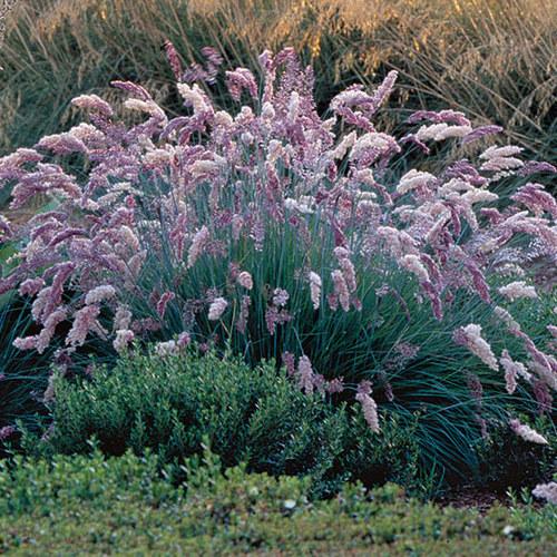 G0053 Grass, Panicum Virgatum 'ruby Ribbons' - View 32 from www redcrocus com