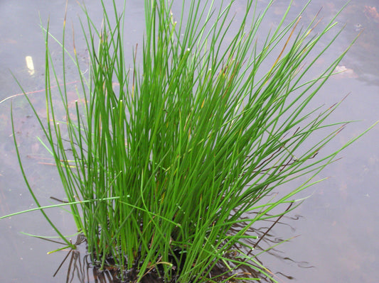 G0054 Grass Juncus Effusus - View 10 from www redcrocus com