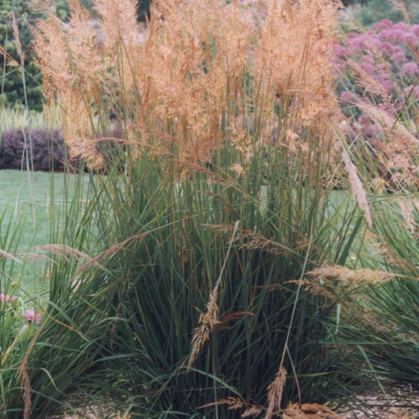 G0056 Grass, Sorghastrum Nutans - View 10 from www redcrocus com