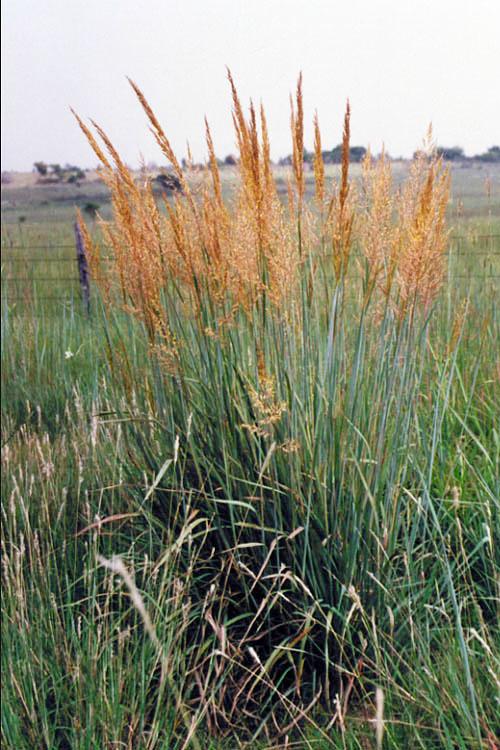 G0056 Grass, Sorghastrum Nutans - View 11 from www redcrocus com