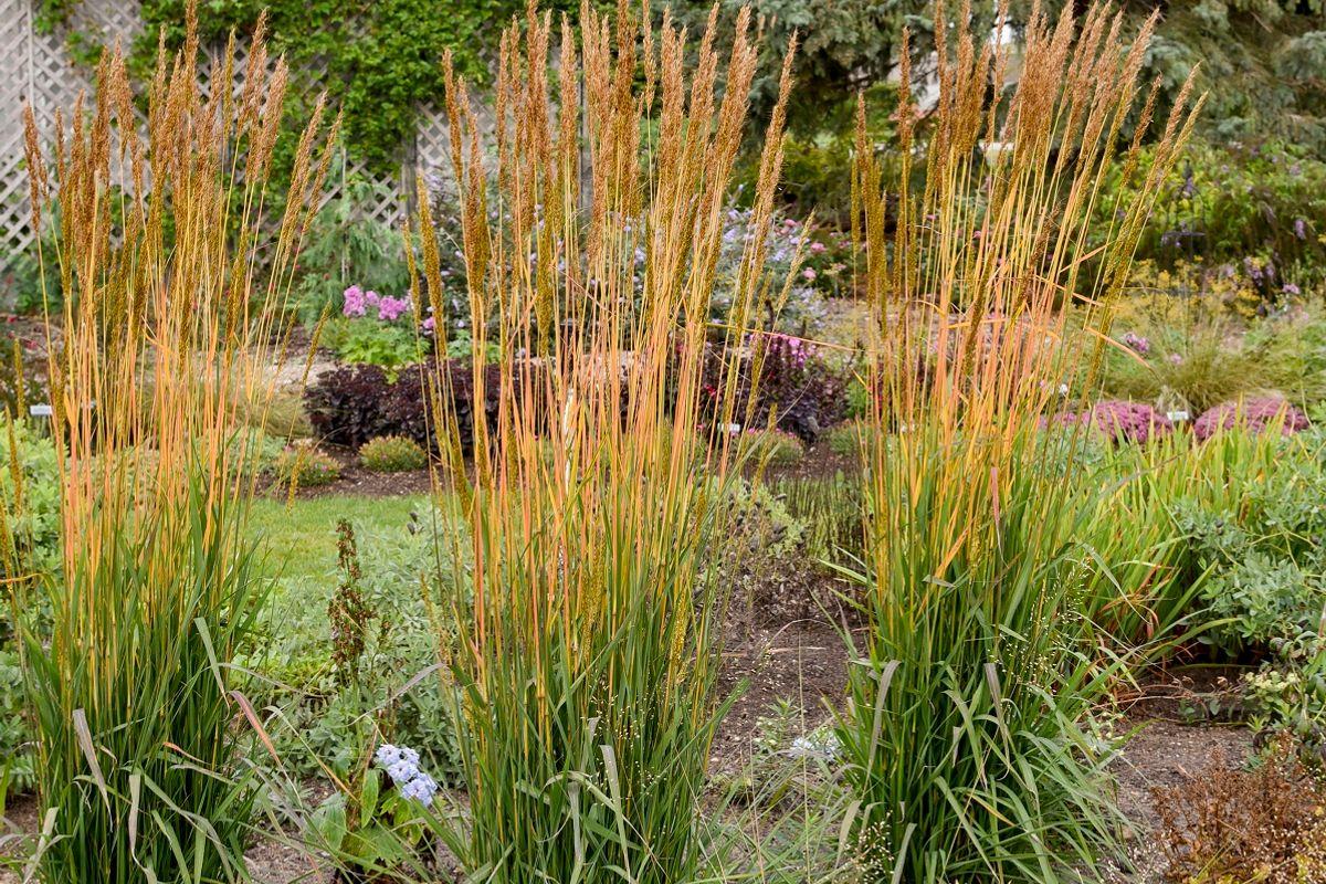 G0056 Grass, Sorghastrum Nutans - View 13 from www redcrocus com