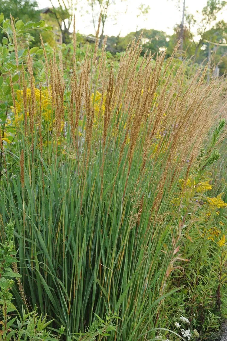 G0056 Grass, Sorghastrum Nutans - View 1 from www redcrocus com
