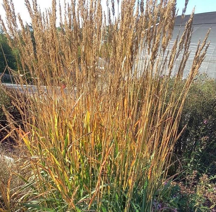 G0056 Grass, Sorghastrum Nutans - View 20 from www redcrocus com