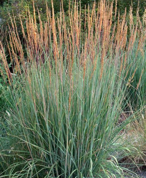 G0056 Grass, Sorghastrum Nutans - View 21 from www redcrocus com