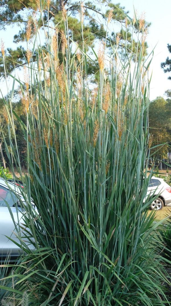 G0056 Grass, Sorghastrum Nutans - View 22 from www redcrocus com
