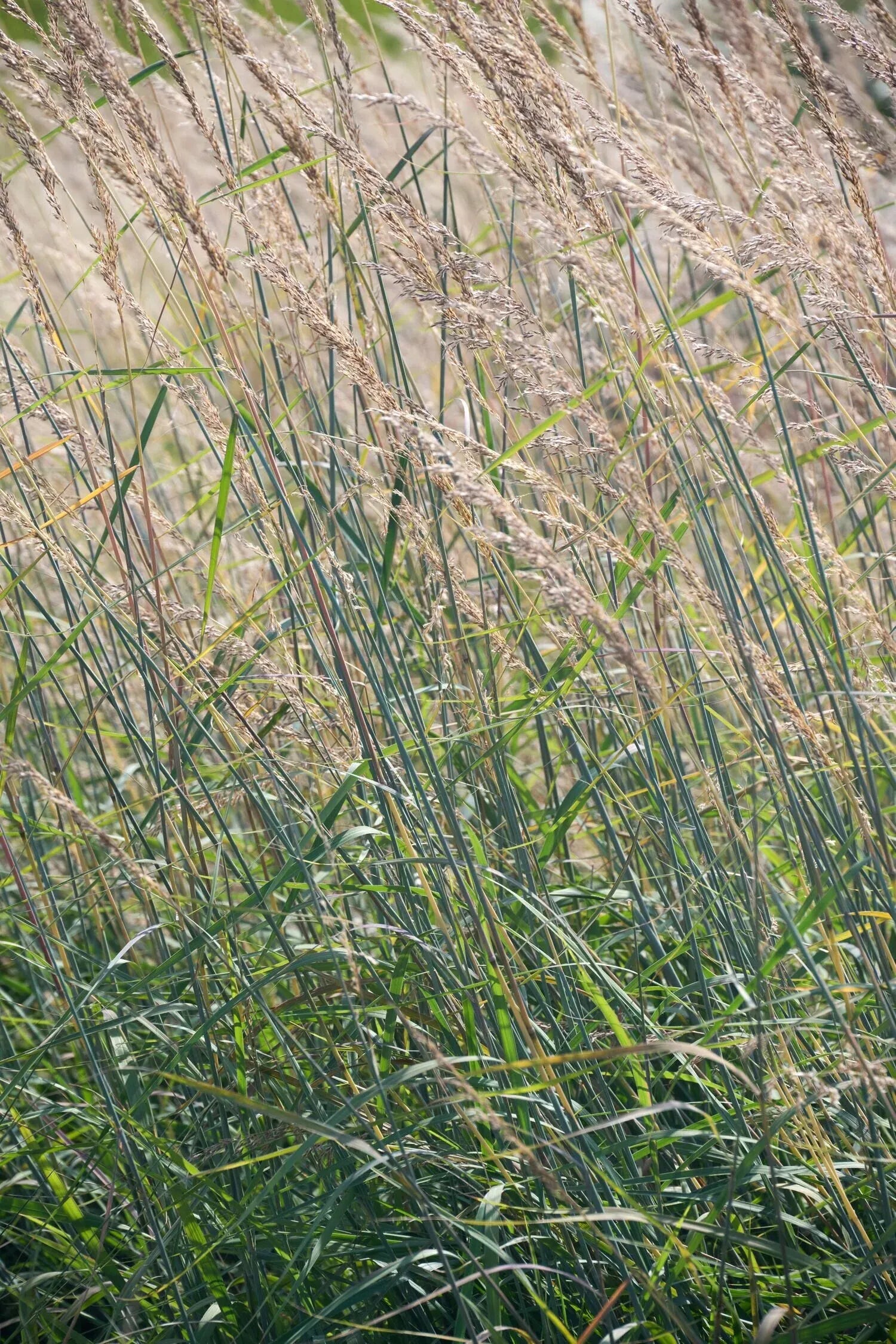 G0056 Grass, Sorghastrum Nutans - View 29 from www redcrocus com