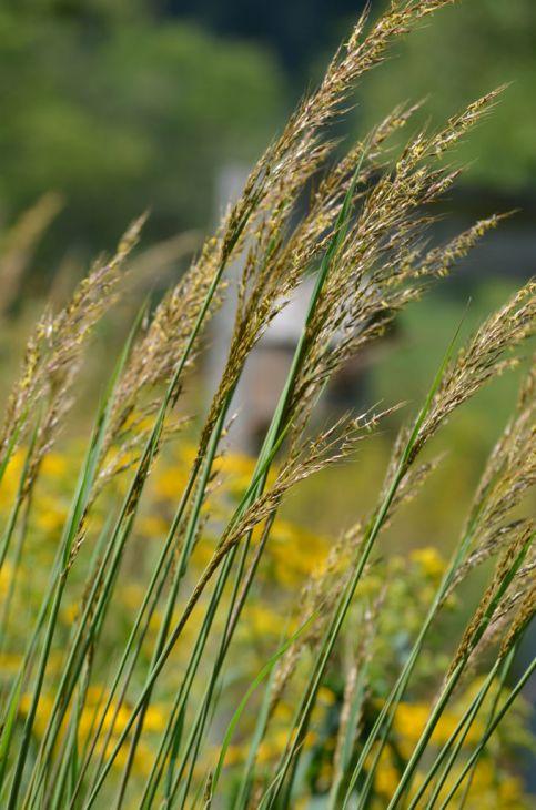 G0056 Grass, Sorghastrum Nutans - View 30 from www redcrocus com