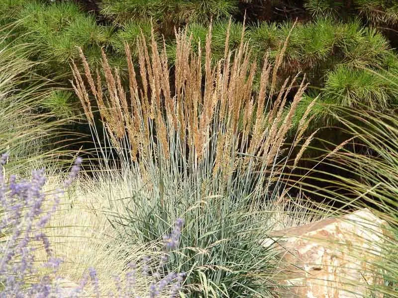 G0056 Grass, Sorghastrum Nutans - View 31 from www redcrocus com