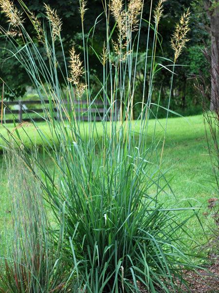 G0056 Grass, Sorghastrum Nutans - View 32 from www redcrocus com