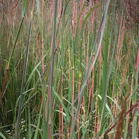 G0056 Grass, Sorghastrum Nutans - View 33 from www redcrocus com