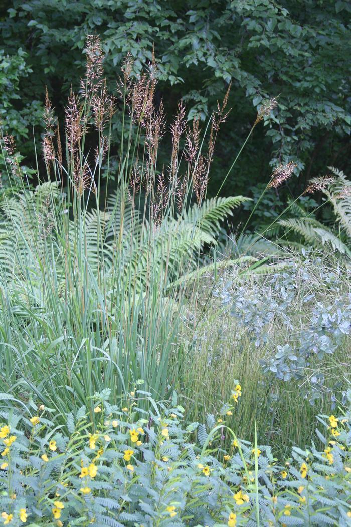 G0056 Grass, Sorghastrum Nutans - View 36 from www redcrocus com