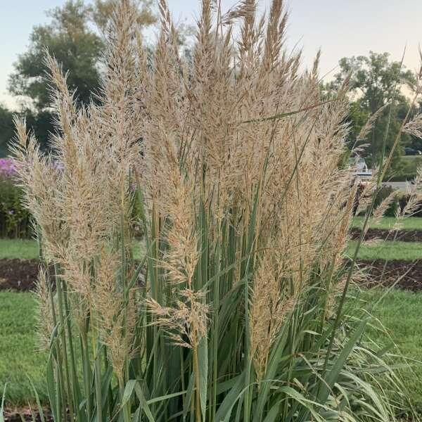 G0056 Grass, Sorghastrum Nutans - View 3 from www redcrocus com