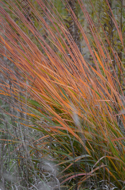 G0056 Grass, Sorghastrum Nutans - View 5 from www redcrocus com