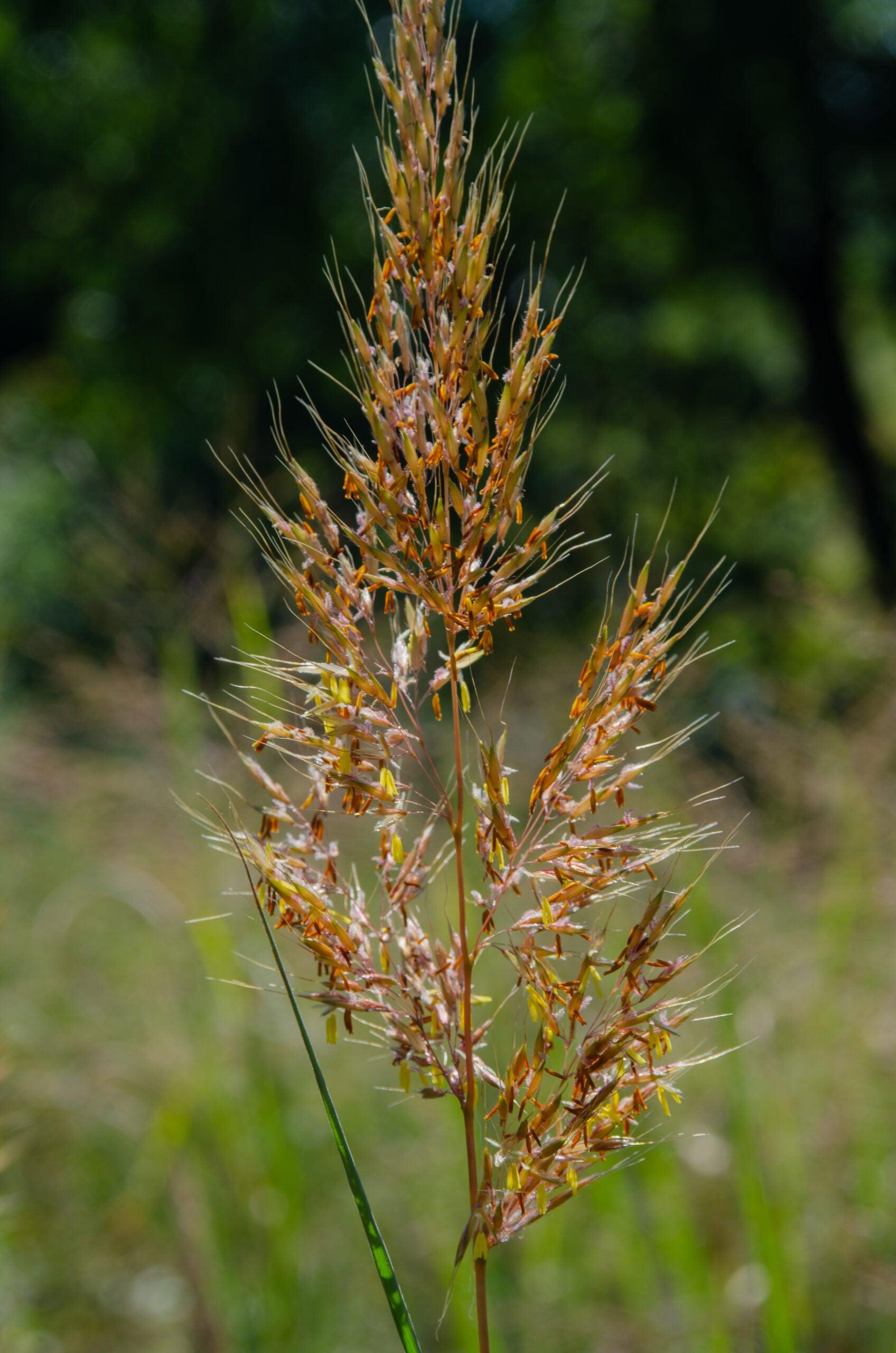 G0056 Grass, Sorghastrum Nutans - View 7 from www redcrocus com