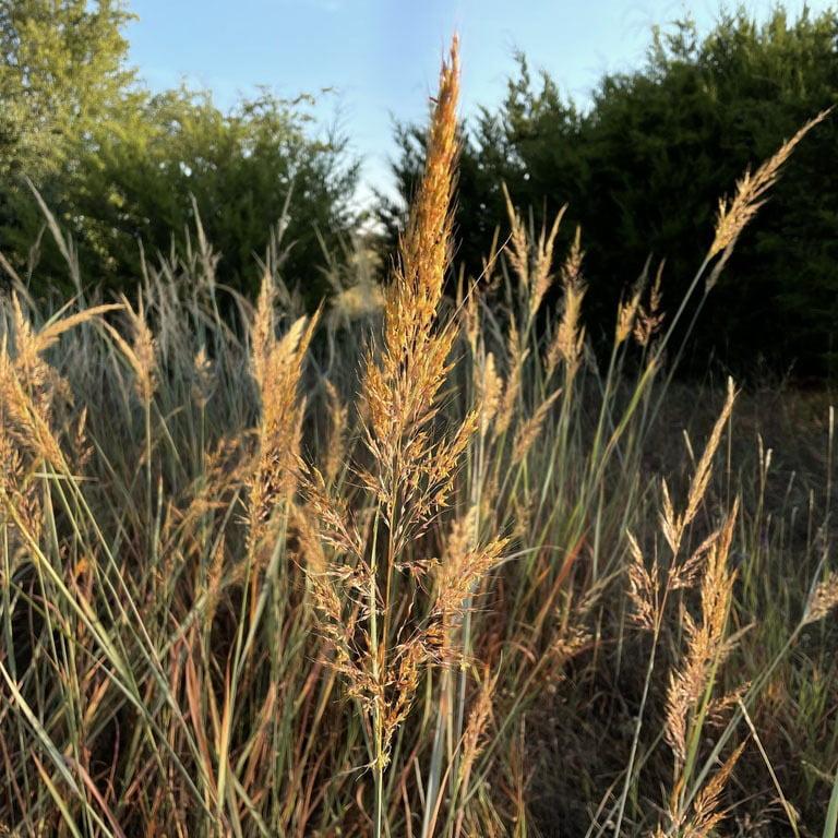 G0056 Grass, Sorghastrum Nutans - View 8 from www redcrocus com