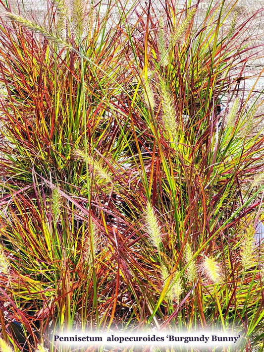 G0057 Grass, Pennisetum Alopecuroides 'burgundy Bunny' - View 12 from www redcrocus com