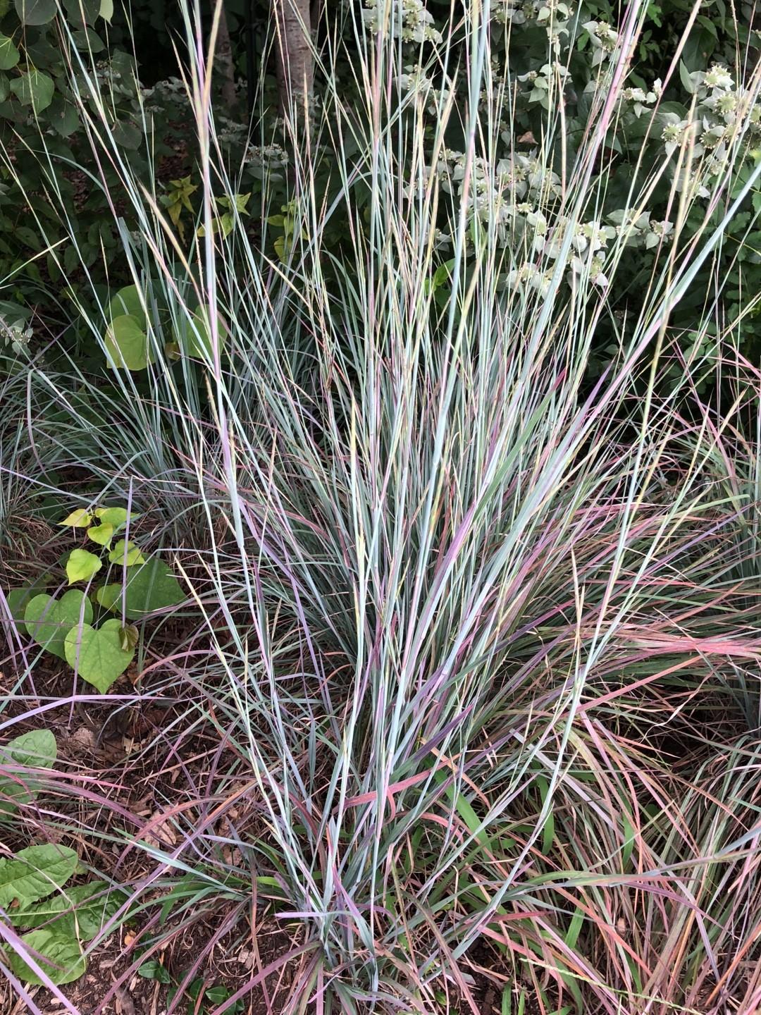 G0060 Grass, Schizachyrium Scoparium 'standing Ovation' - View 20 from www redcrocus com