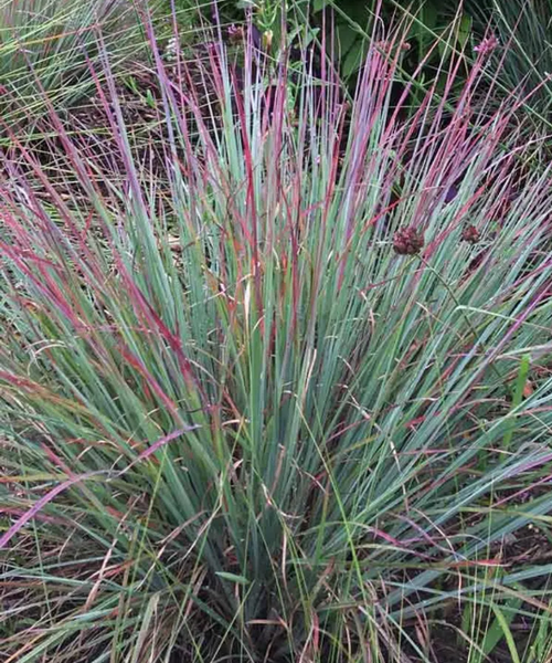 G0060 Grass, Schizachyrium Scoparium 'standing Ovation' - View 6 from www redcrocus com