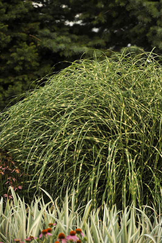 G0062 Grass Miscanthus Sinensis Little Zebra - View 12 from www redcrocus com