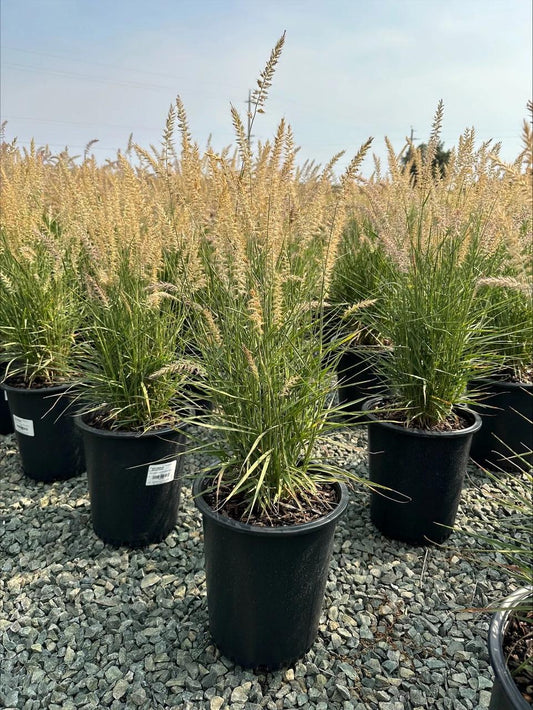 G0063 Grass, Pennisetum Orientale 'karley Rose' - View 24 from www redcrocus com