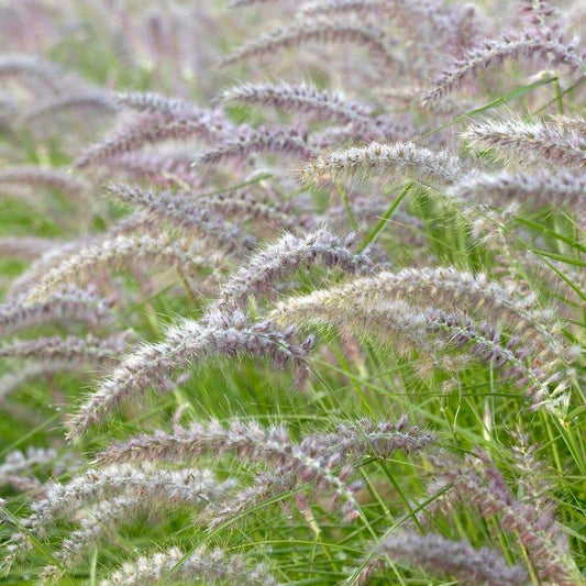 G0063 Grass, Pennisetum Orientale 'karley Rose' - View 32 from www redcrocus com