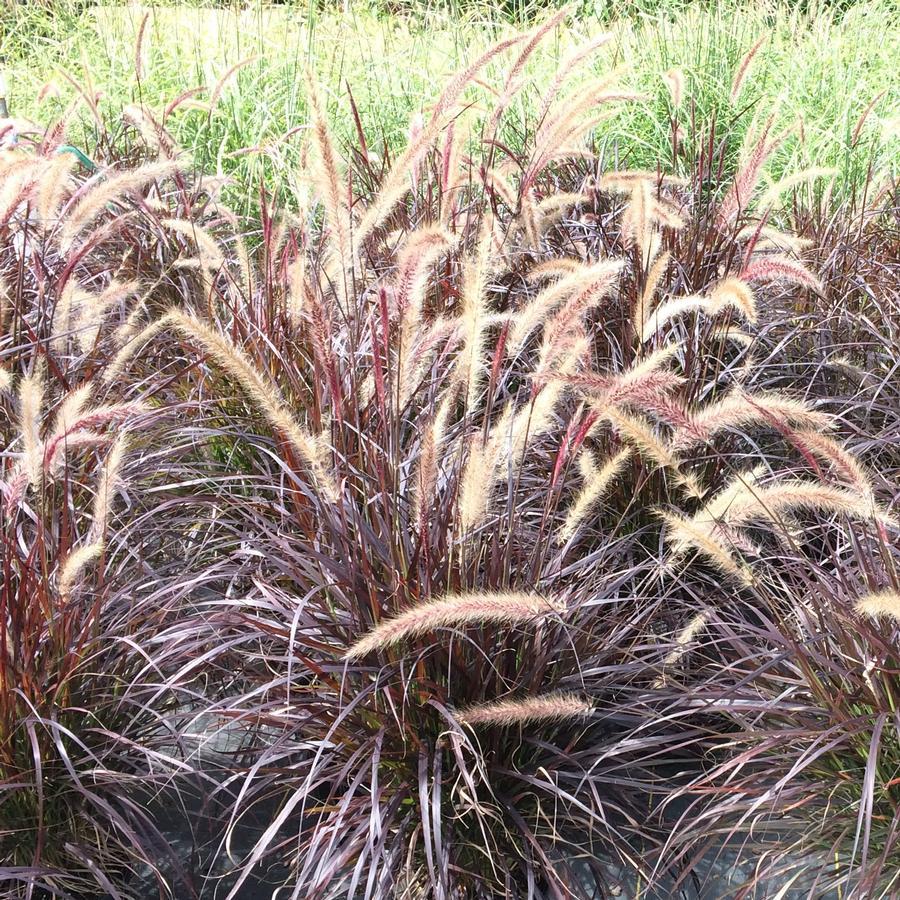 G0064 Grass Pennisetum Setaceum Rubrum - View 17 from www redcrocus com