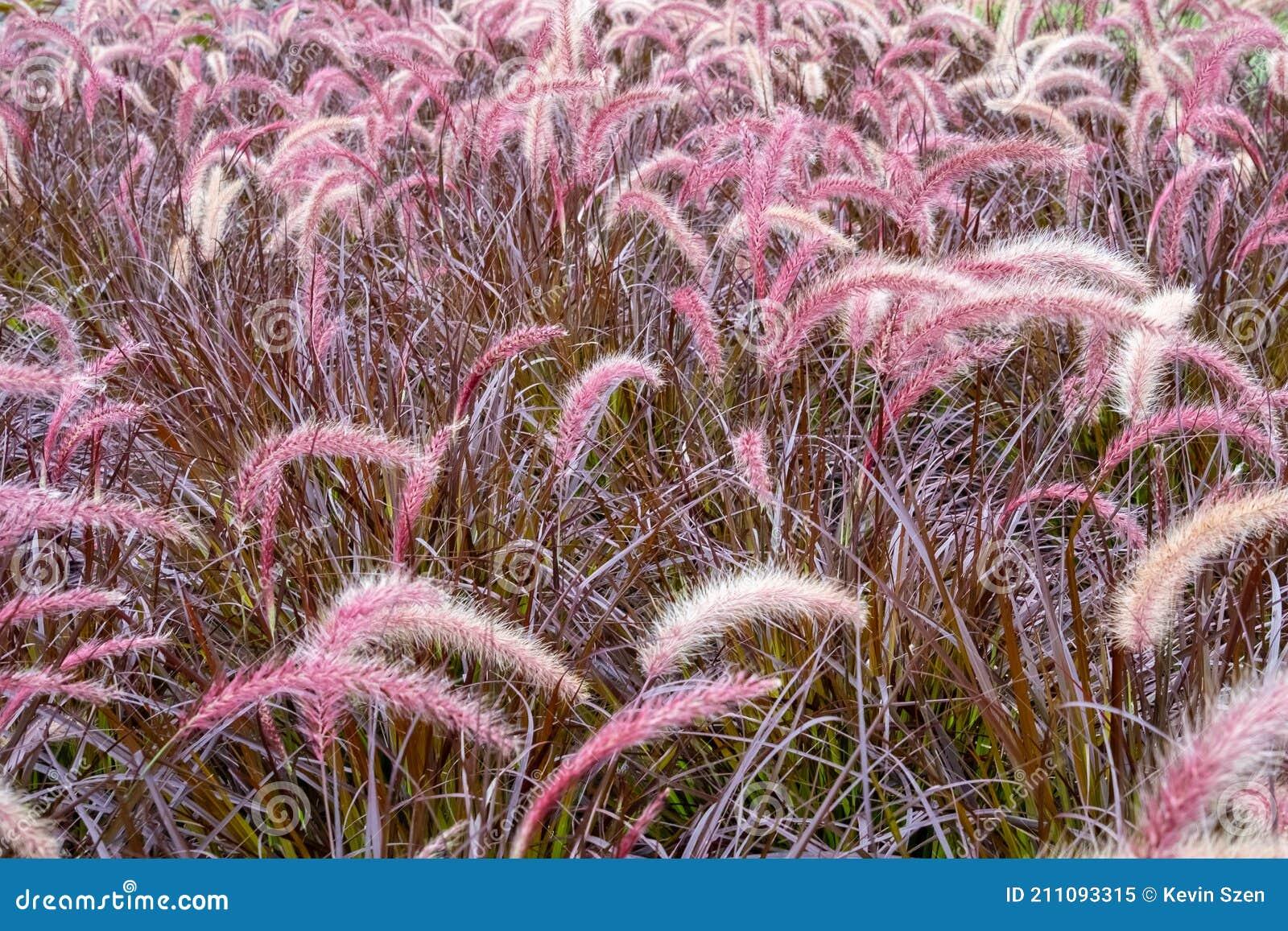 G0064 Grass Pennisetum Setaceum Rubrum - View 3 from www redcrocus com