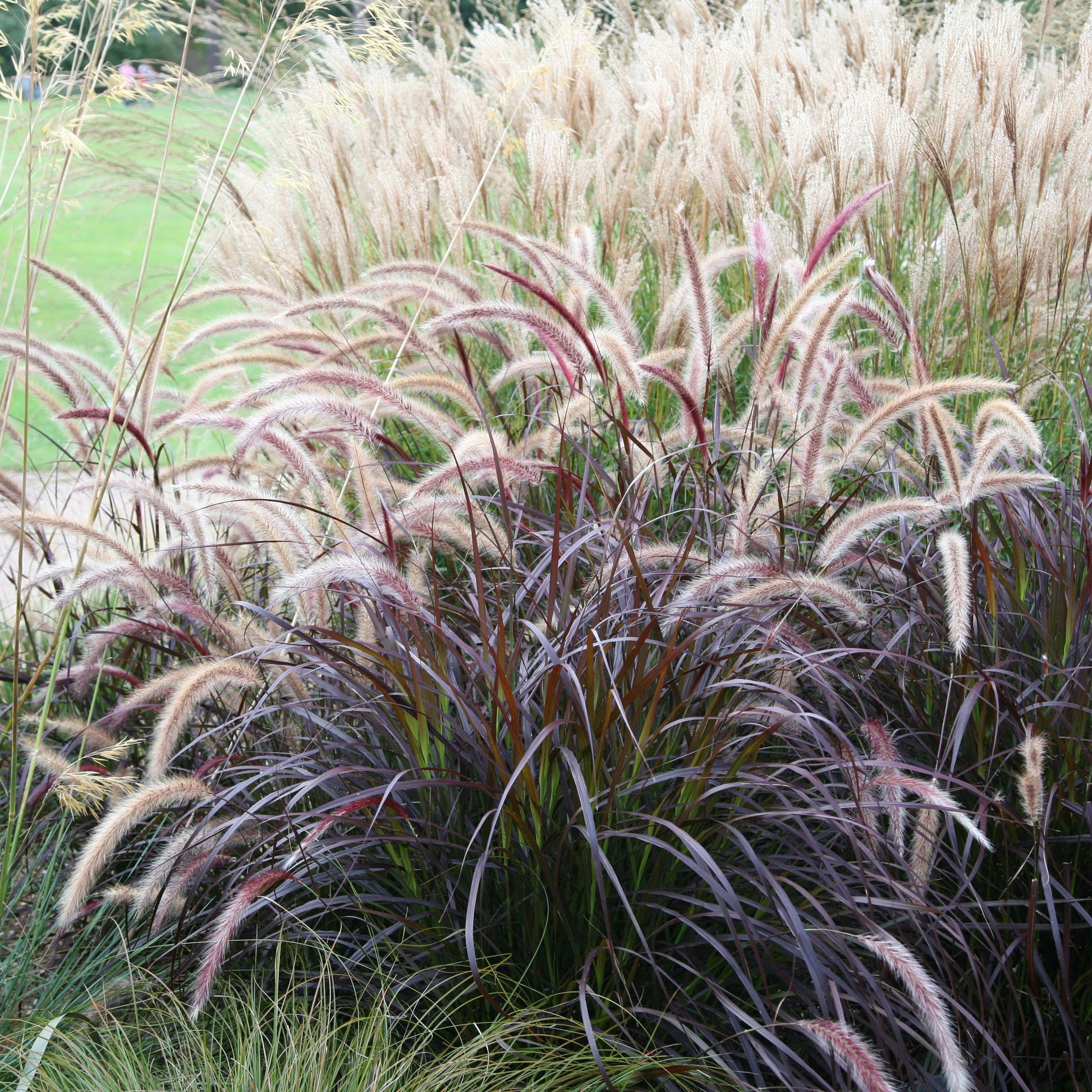 G0064 Grass Pennisetum Setaceum Rubrum - View 7 from www redcrocus com