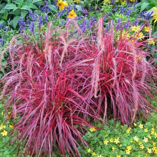 G0065 Grass Pennisetum Setaceum Fireworks - View 1 from www redcrocus com