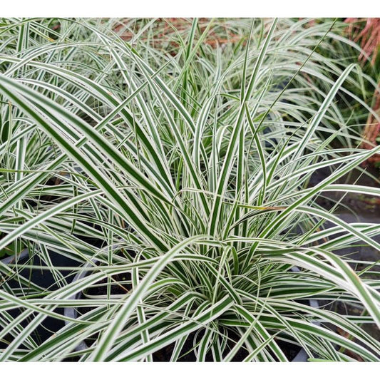 G0066 Grass Carex Oshimensis Everest - View 10 from www redcrocus com