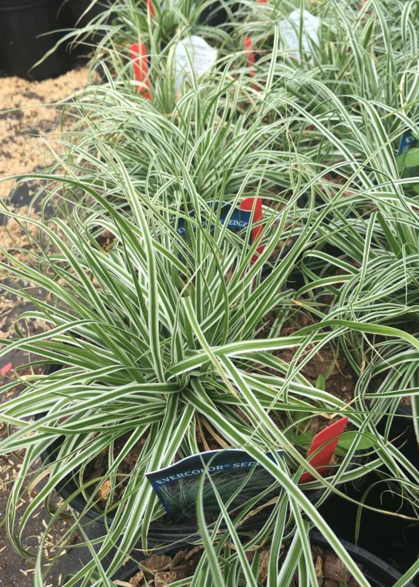 G0066 Grass Carex Oshimensis Everest - View 11 from www redcrocus com