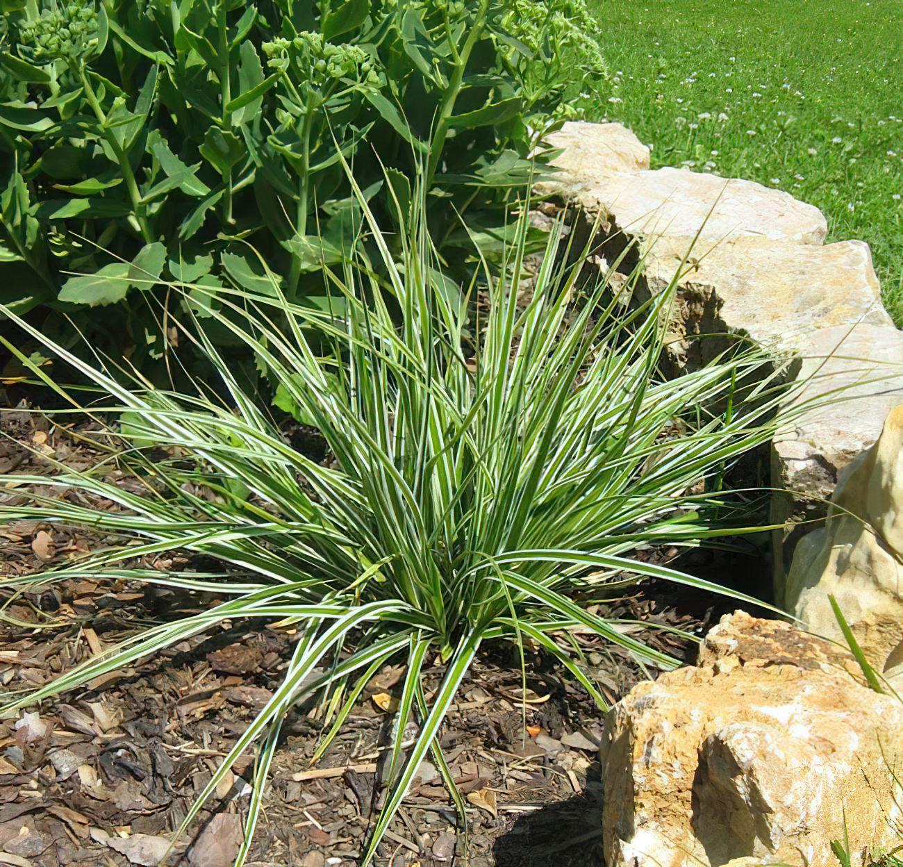G0066 Grass Carex Oshimensis Everest - View 12 from www redcrocus com