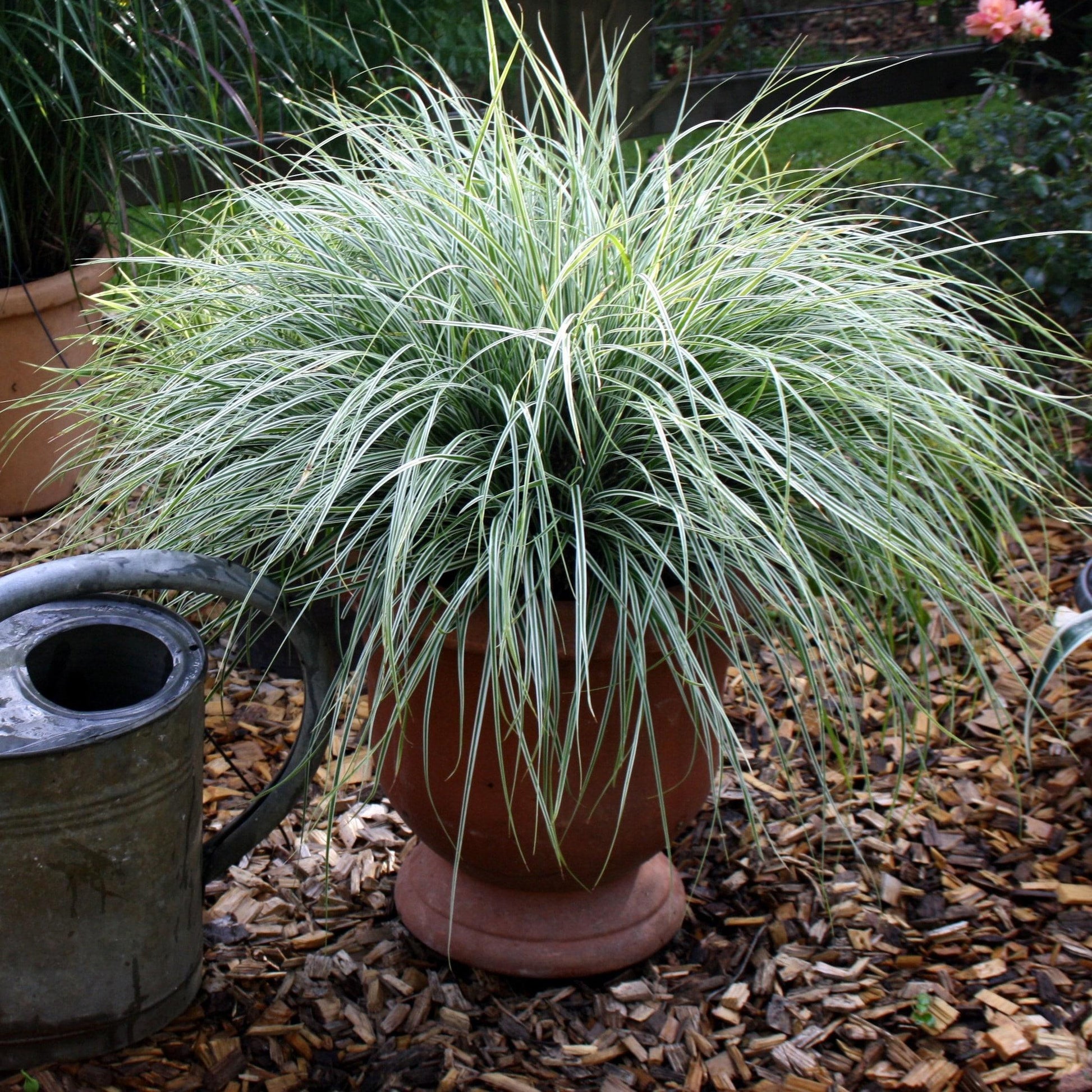 G0066 Grass Carex Oshimensis Everest - View 13 from www redcrocus com