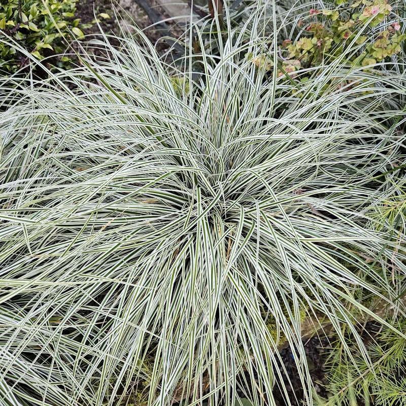 G0066 Grass Carex Oshimensis Everest - View 14 from www redcrocus com