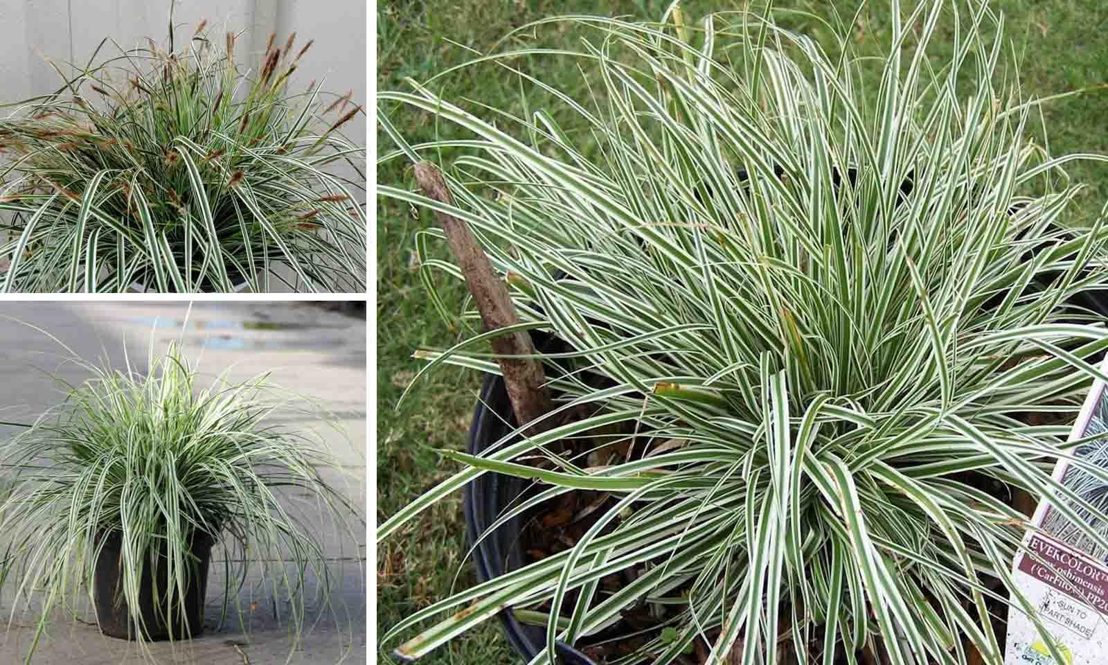 G0066 Grass Carex Oshimensis Everest - View 15 from www redcrocus com