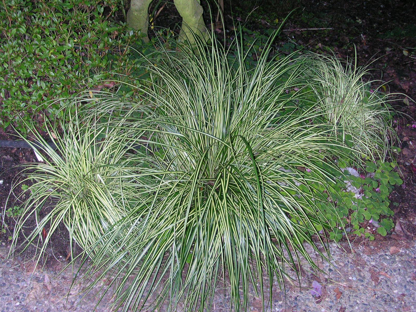 G0066 Grass Carex Oshimensis Everest - View 17 from www redcrocus com