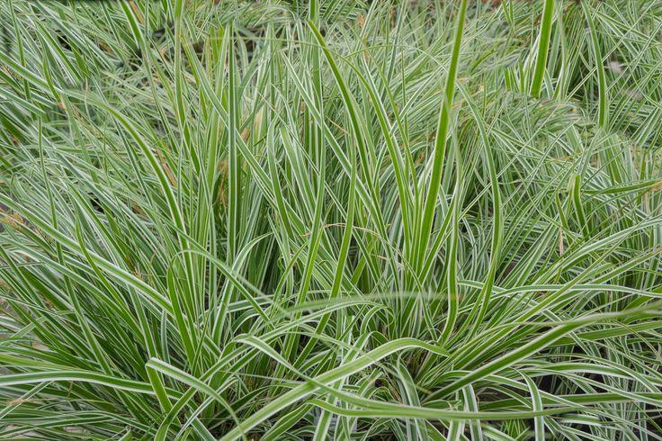 G0066 Grass Carex Oshimensis Everest - View 19 from www redcrocus com