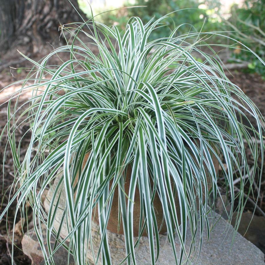 G0066 Grass Carex Oshimensis Everest - View 1 from www redcrocus com