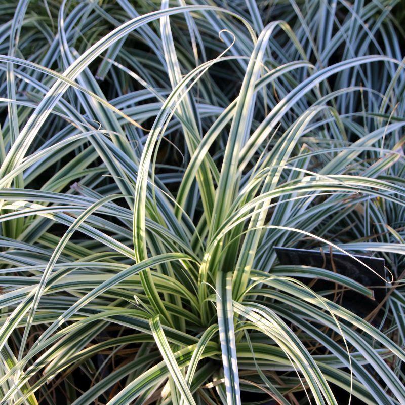G0066 Grass Carex Oshimensis Everest - View 2 from www redcrocus com
