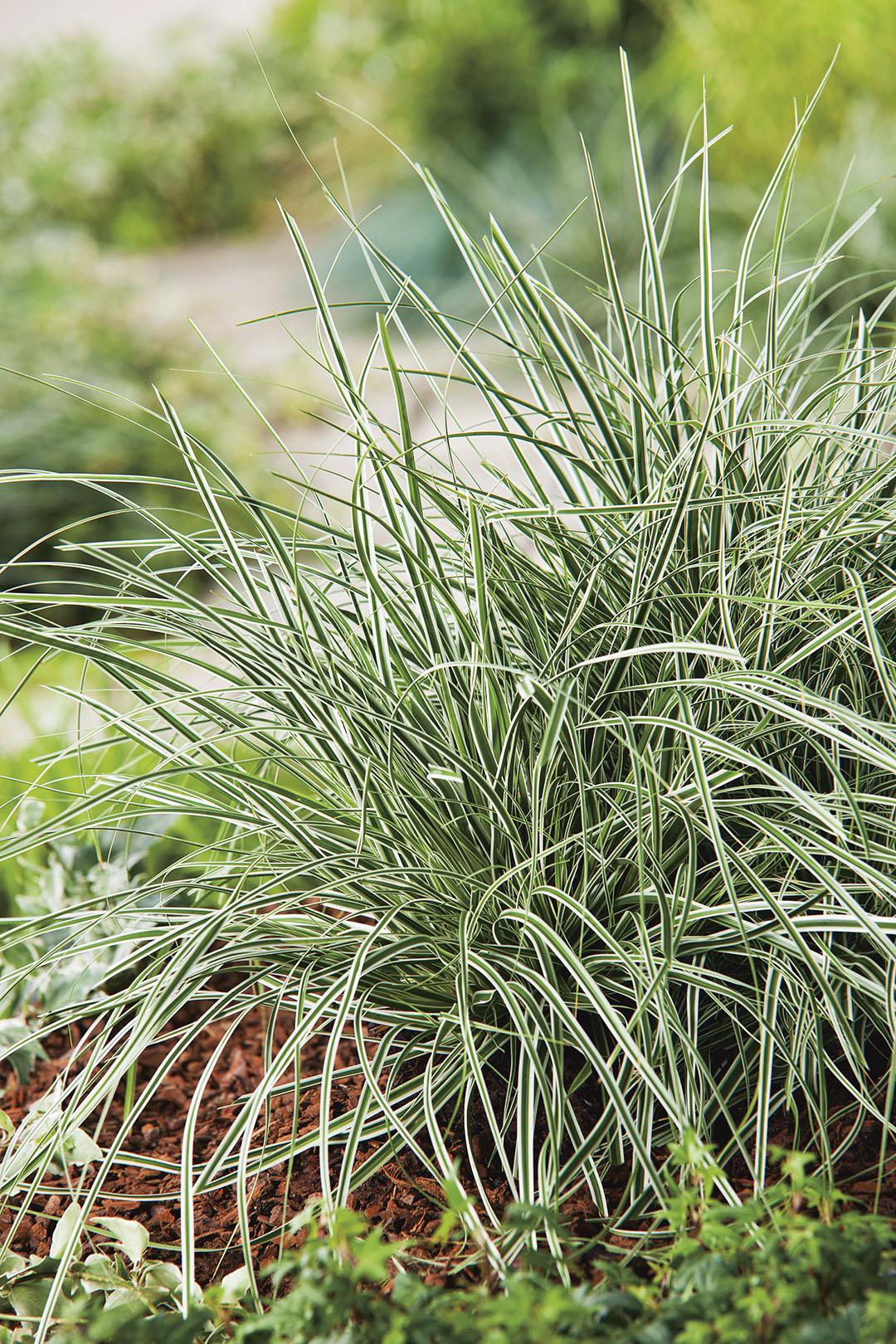 G0066 Grass Carex Oshimensis Everest - View 3 from www redcrocus com