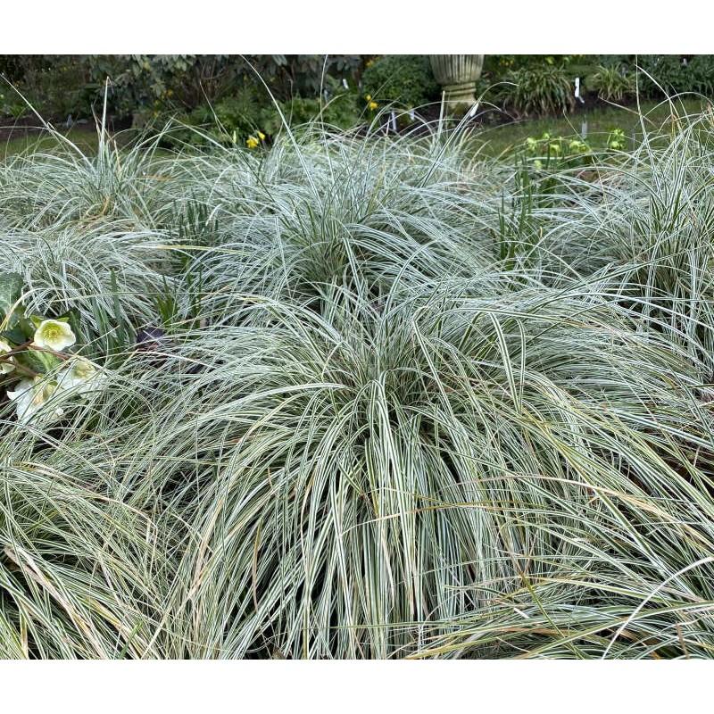 G0066 Grass Carex Oshimensis Everest - View 4 from www redcrocus com
