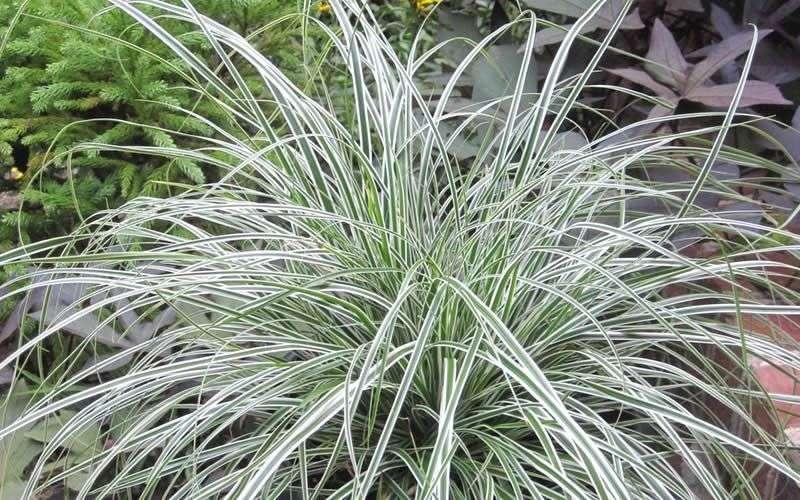 G0066 Grass Carex Oshimensis Everest - View 5 from www redcrocus com
