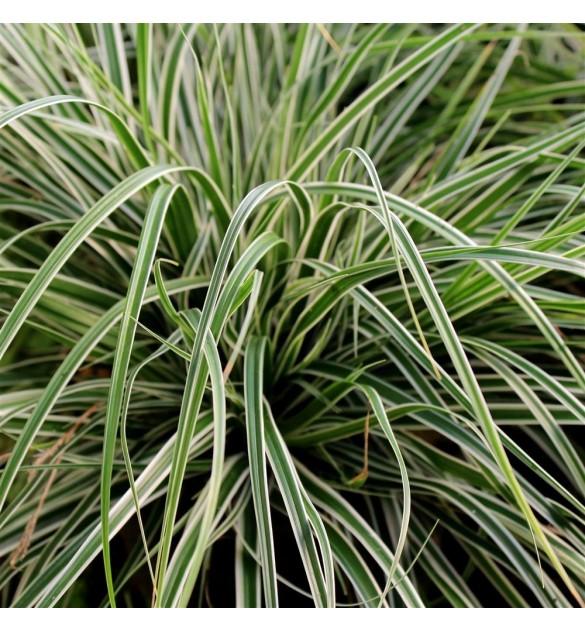 G0066 Grass Carex Oshimensis Everest - View 6 from www redcrocus com