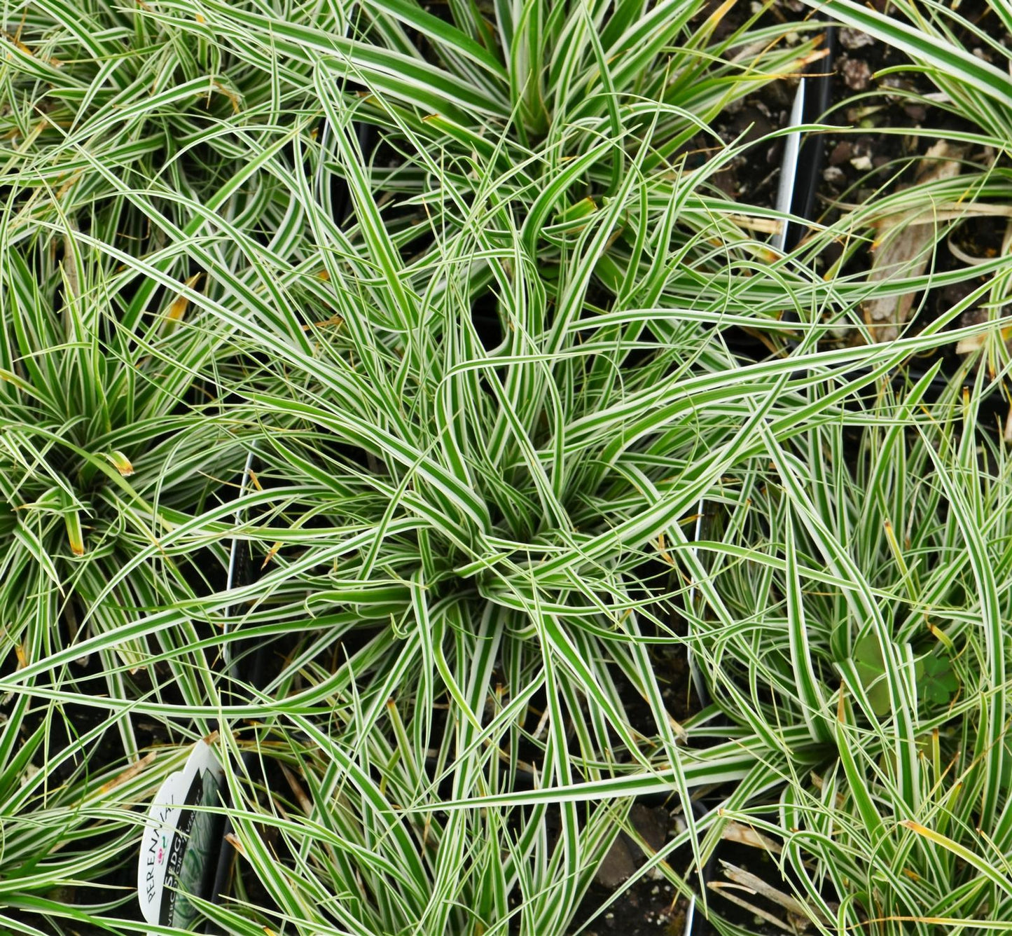 G0066 Grass Carex Oshimensis Everest - View 7 from www redcrocus com