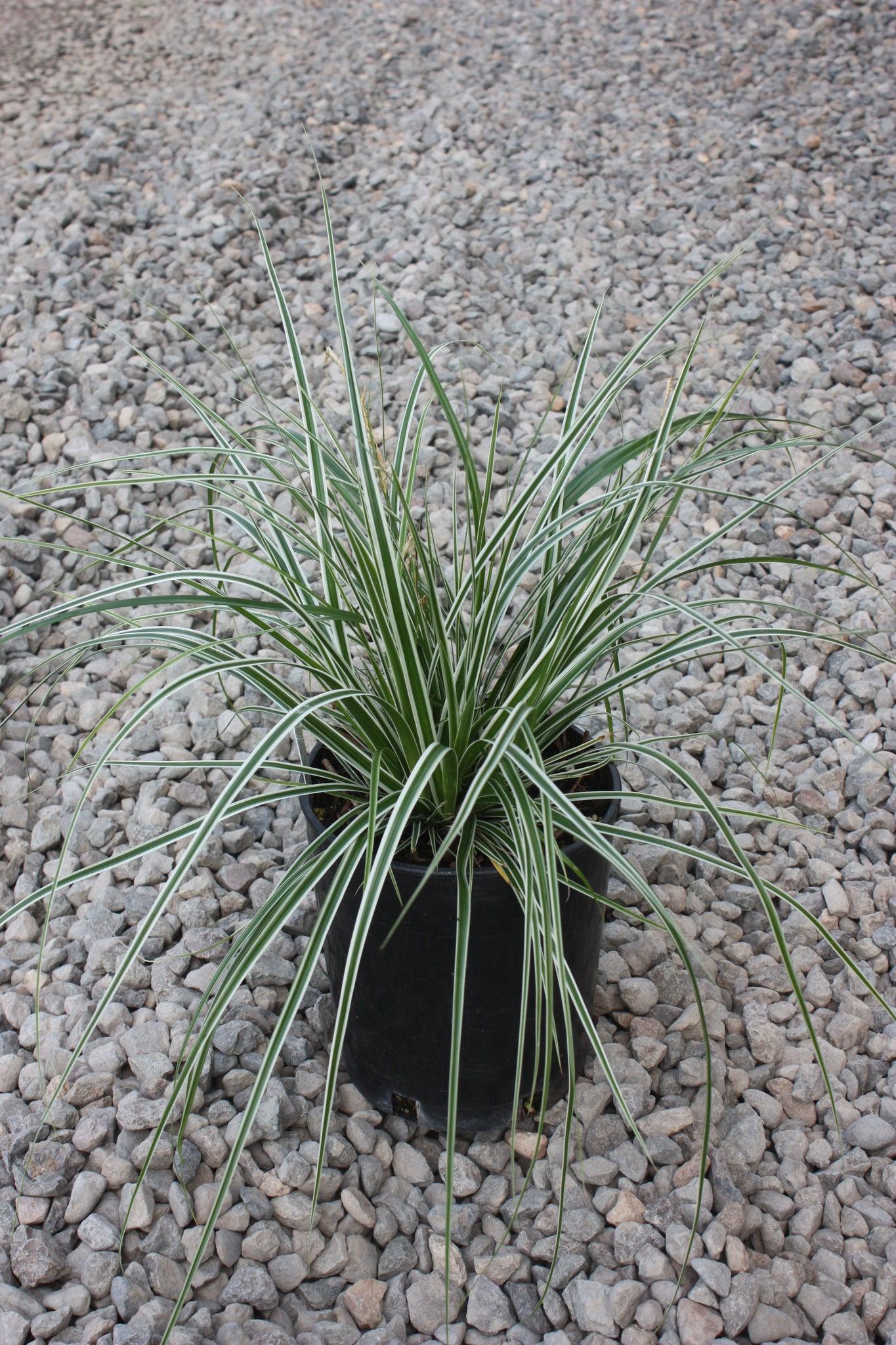 G0066 Grass Carex Oshimensis Everest - View 8 from www redcrocus com
