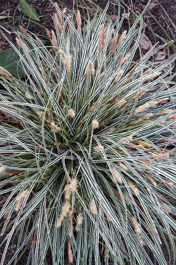 G0066 Grass Carex Oshimensis Everest - View 9 from www redcrocus com