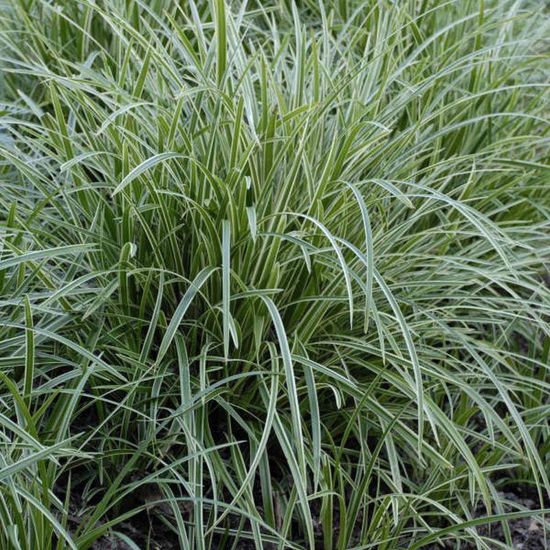 G0068 Grass Carex Morrowii Ice Dance - View 17 from www redcrocus com