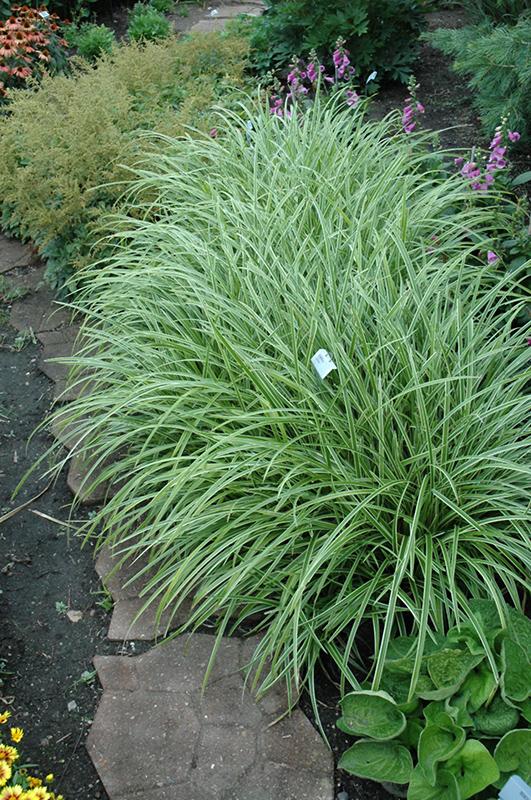 G0068 Grass Carex Morrowii Ice Dance - View 18 from www redcrocus com